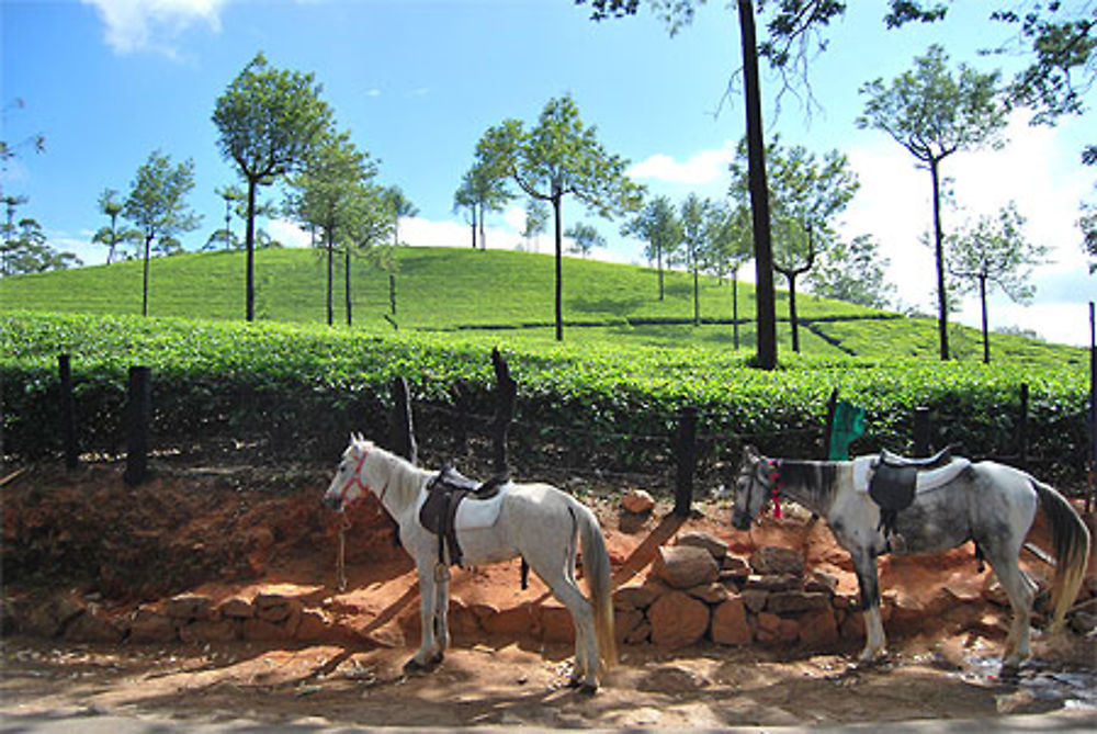 Chevaux et plantations de thé à Munnar