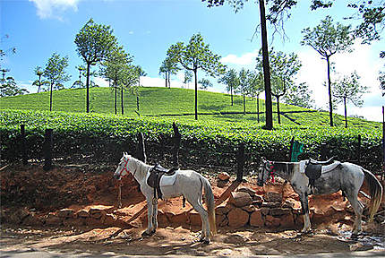 Chevaux et plantations de thé à Munnar