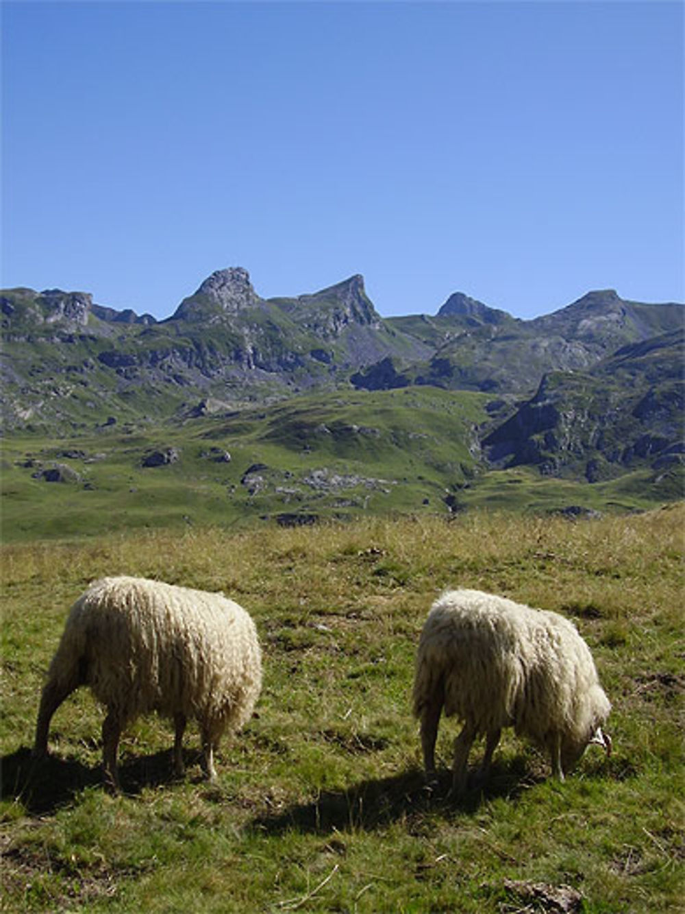 Col du pourtalet, moutons