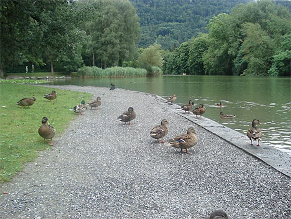 Un jardin joli à Bad Ragaz!