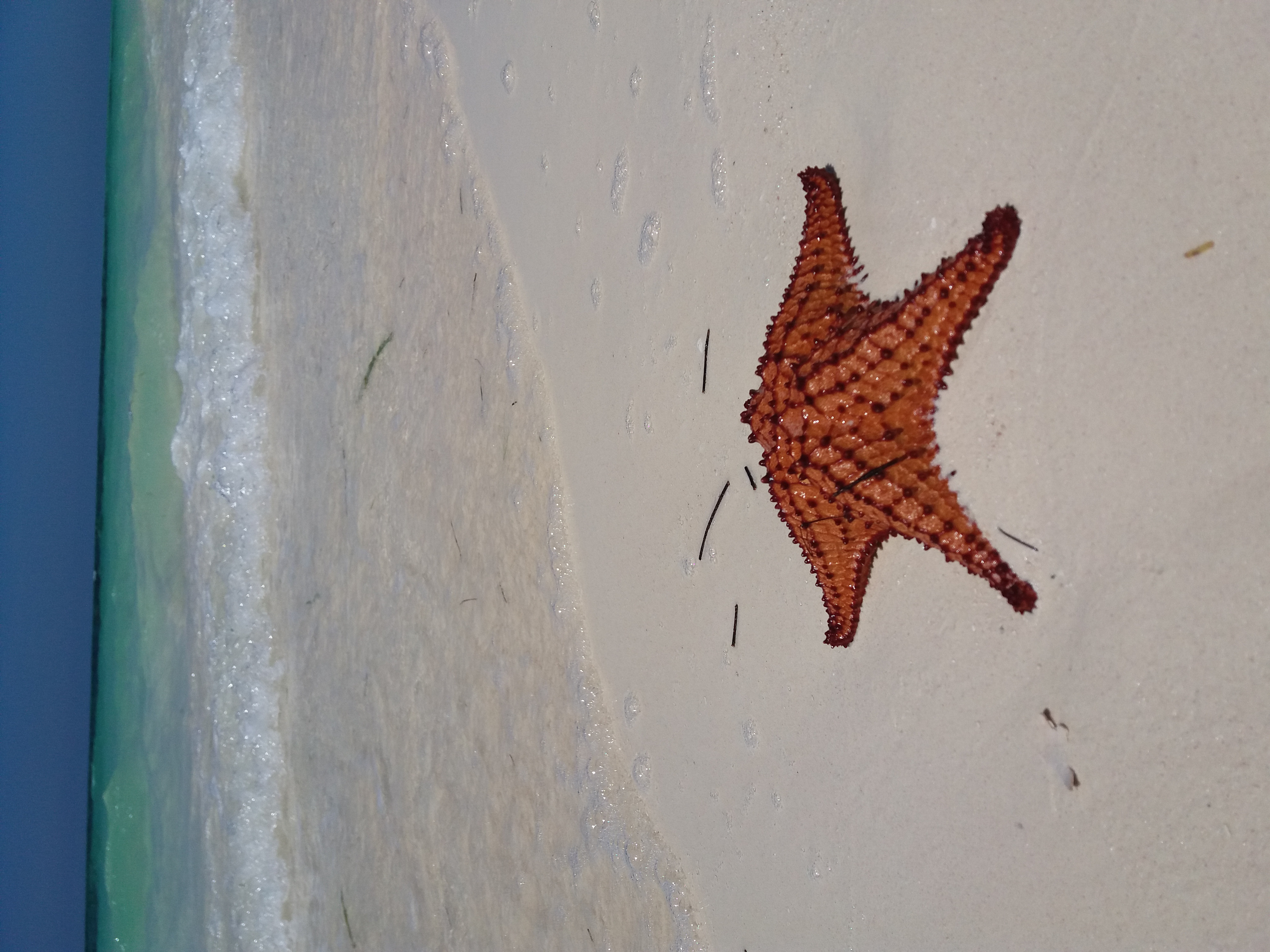 Étoile de mer de cayo levisa Étoile de mer de cayo levisa