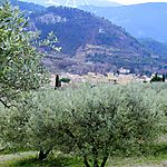 Les oliveraies de Buis-les-Baronnies