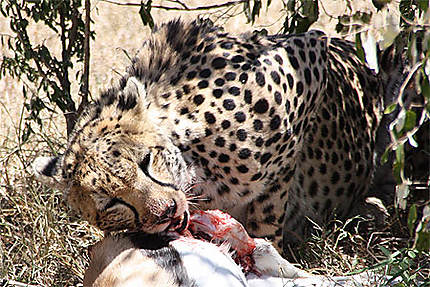 Le repas du guépard