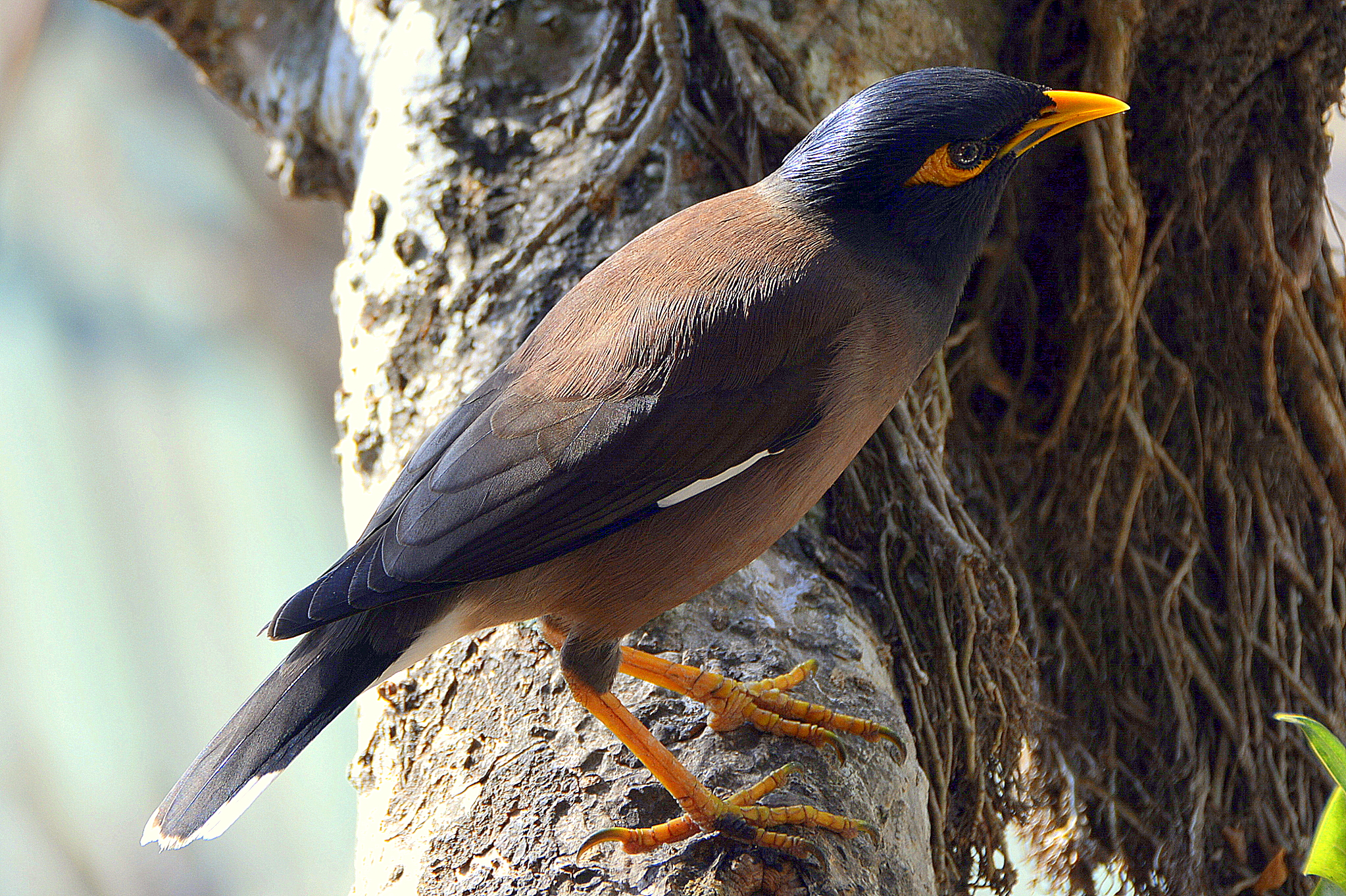 L'oiseau perché L'oiseau perché