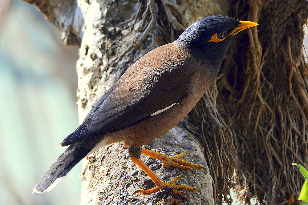 L'oiseau perché