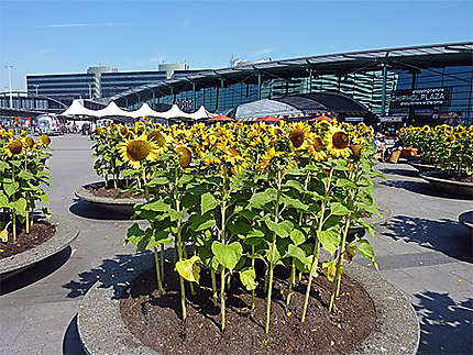 L'aéroport (hommage à Van Gogh ?)