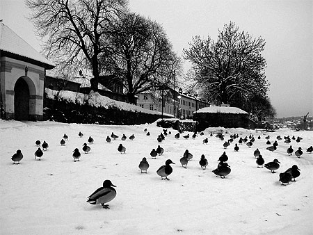 Gamlebyen, Fredrikstad Gamlebyen, Fredrikstad