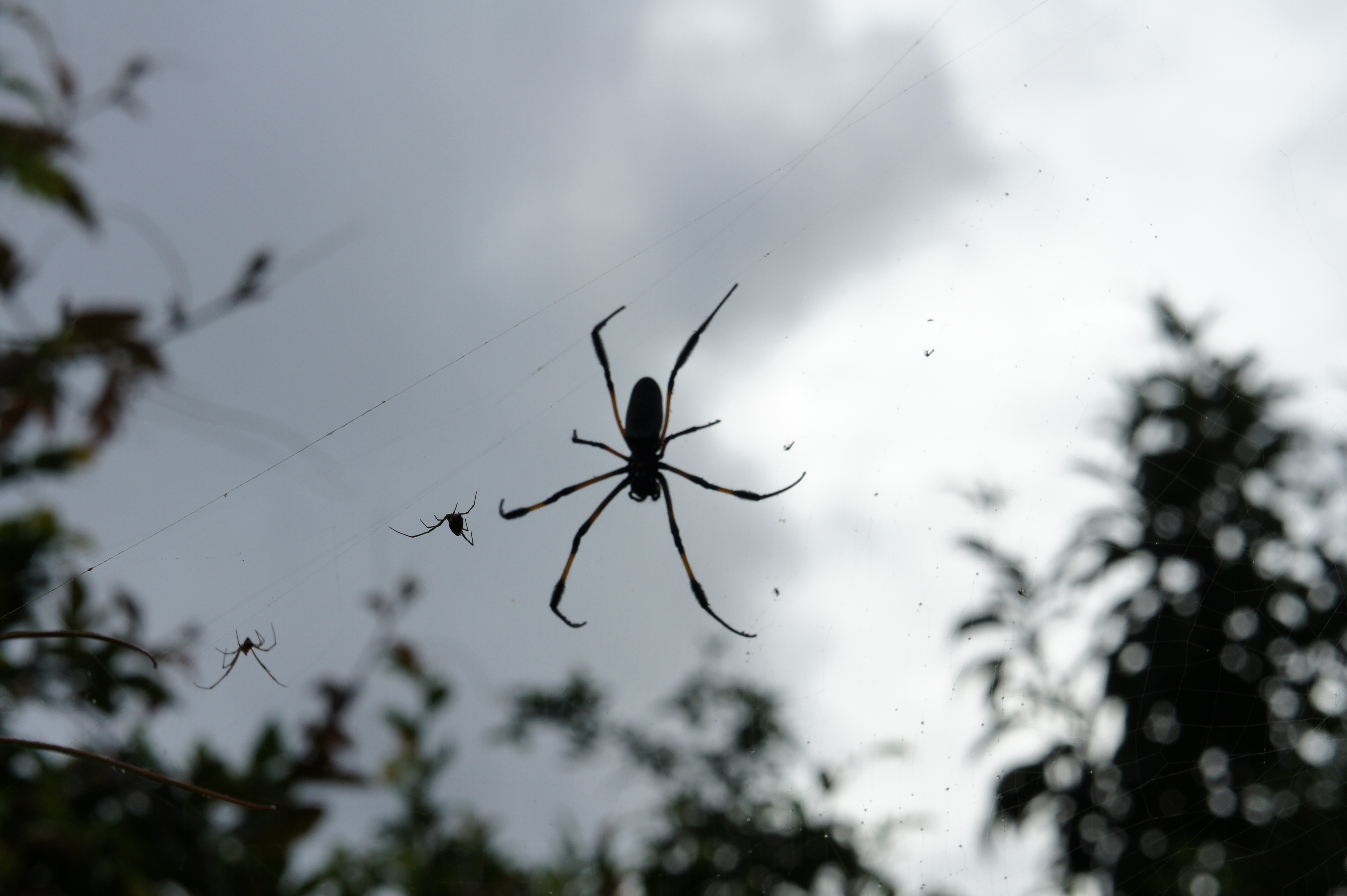 Araignée Araignée