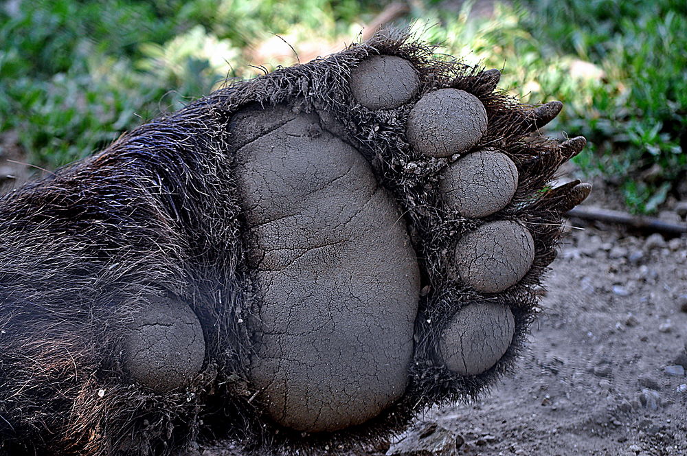 La patte du monstre