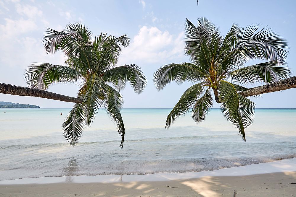 Twin palmtree à Ko Kut, Thaïlande