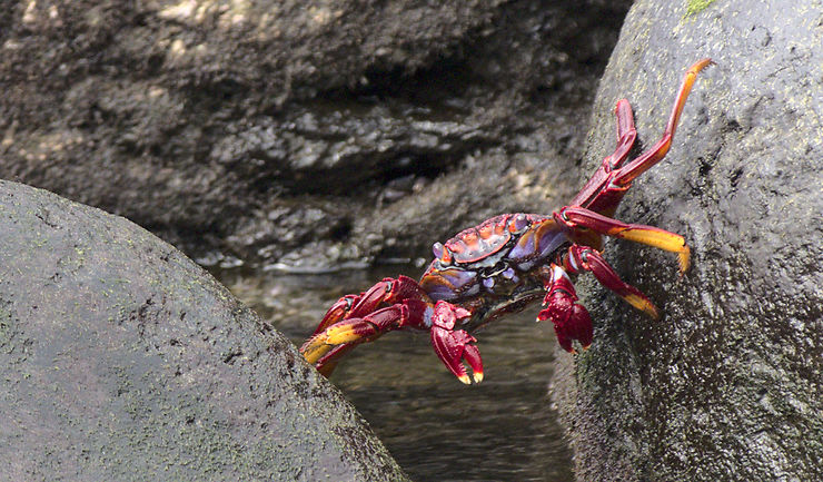 Crabe - Fajã Grande, Açores