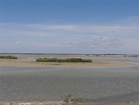 Etang du Fangassier Etang du Fangassier