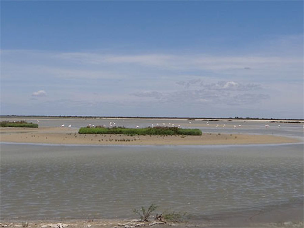 Etang du Fangassier