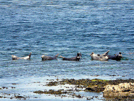 Phoques à Inishmore