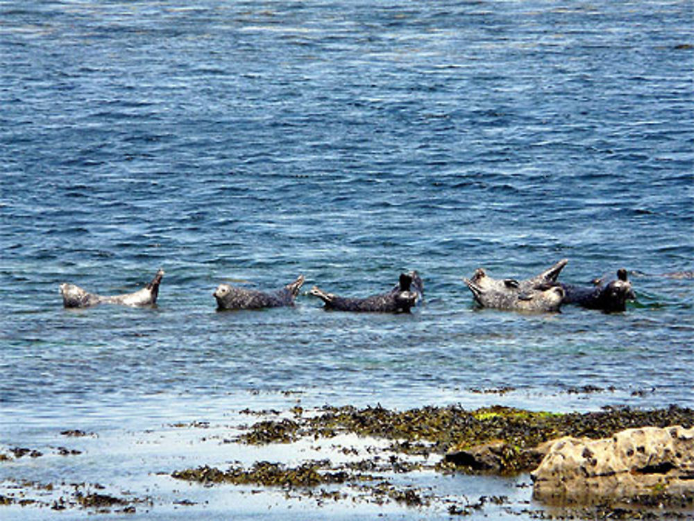 Phoques à Inishmore