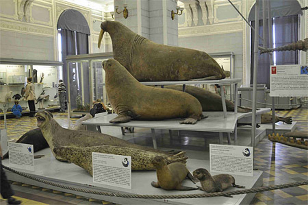 Morses :: musée zoologique 