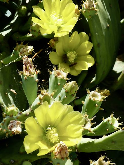 Fleurs de cactus Forêt de Pierres blanches