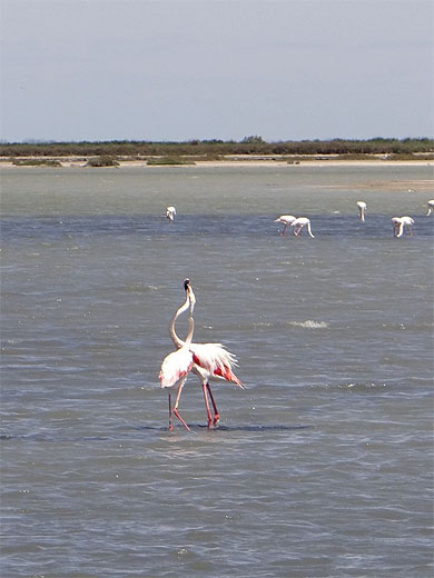 Les flamants Les flamants