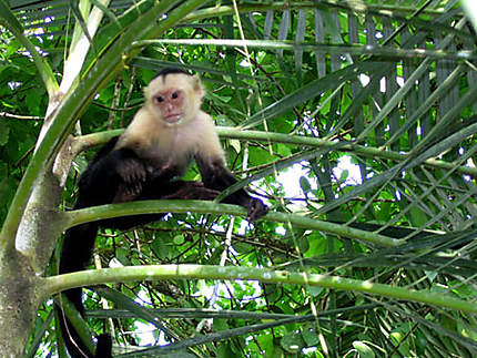 Petit singe mendiant du Costa Rica