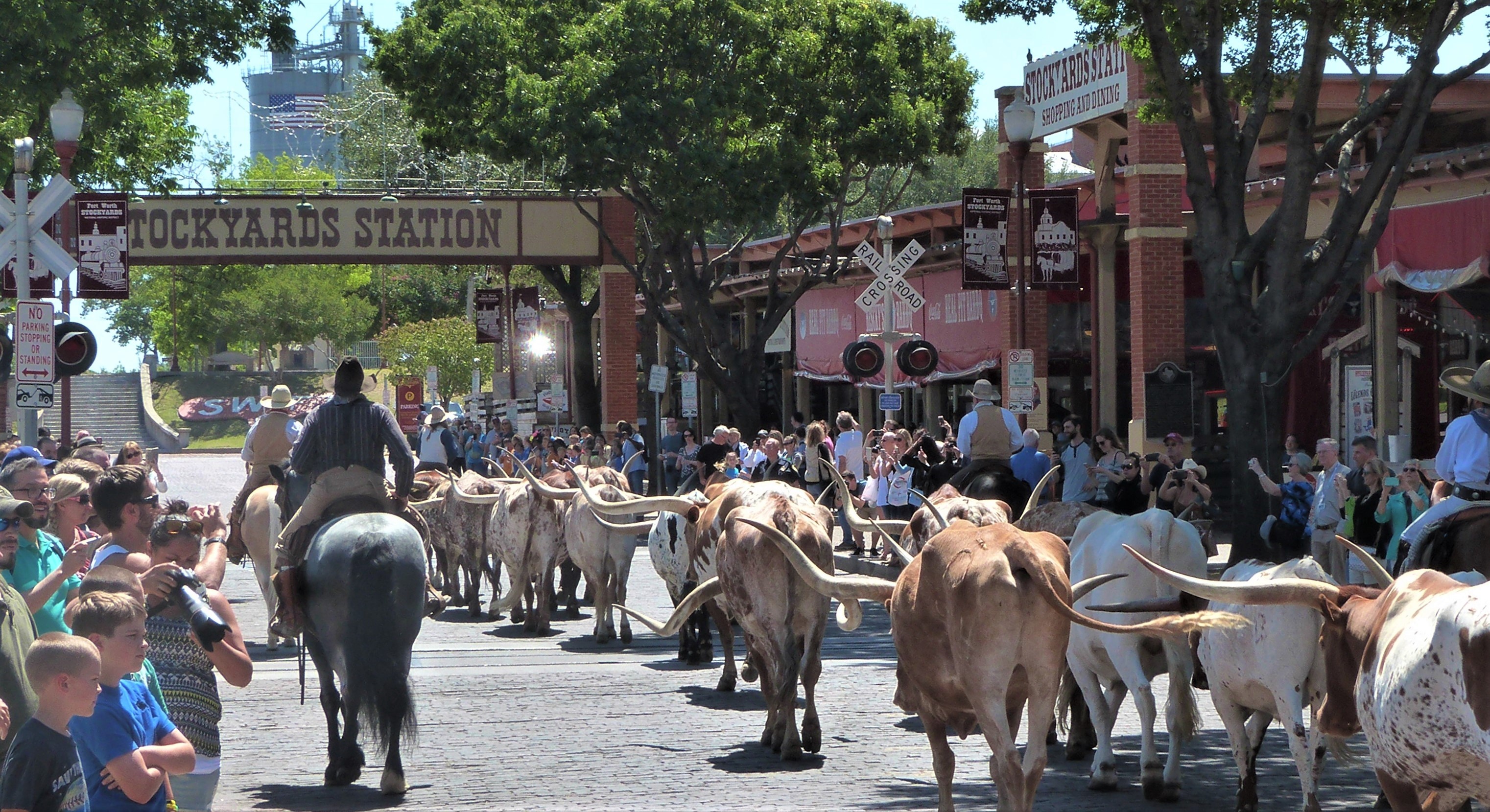 La parade des longHorns de Fort Worth La parade des longHorns de Fort Worth
