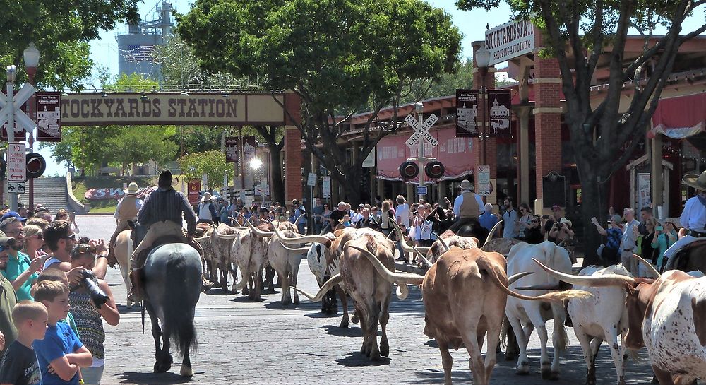 La parade des longHorns de Fort Worth