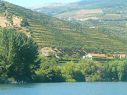 Vignes au bord du Douro