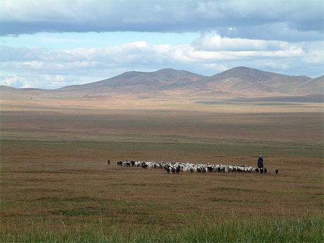 Berger dans l'immensité de la Mongolie