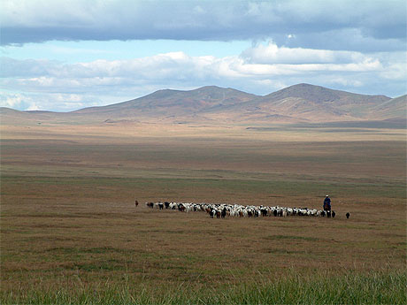Berger dans l'immensité de la Mongolie Berger dans l'immensité de la Mongolie