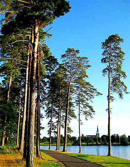 Trees of Norway