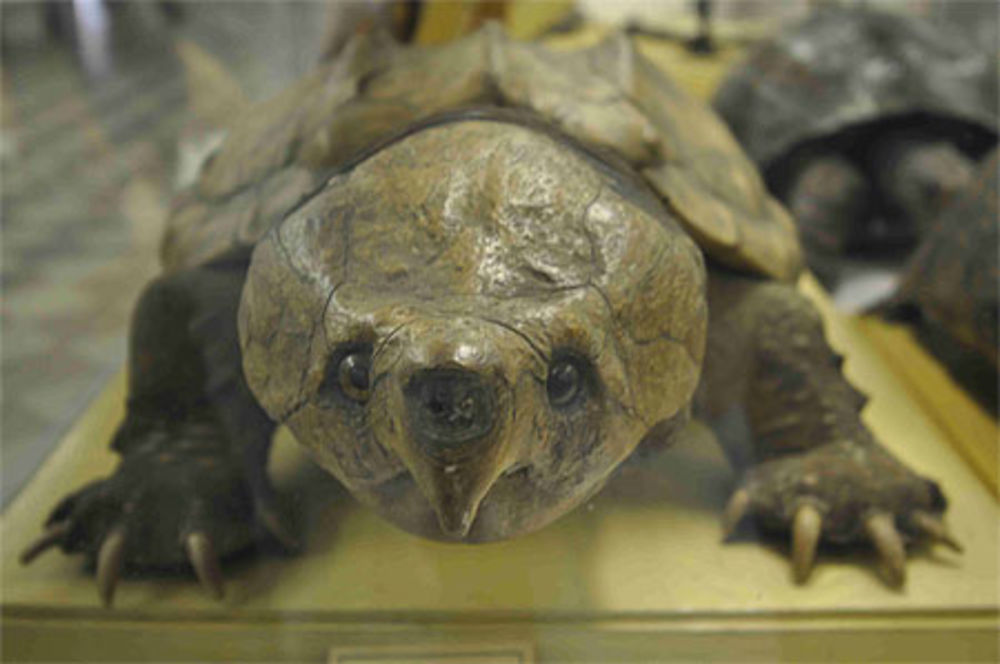 Tortue :: musée zoologique