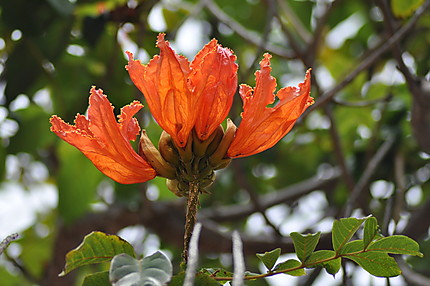 Fleur du Tulipier du Gabon