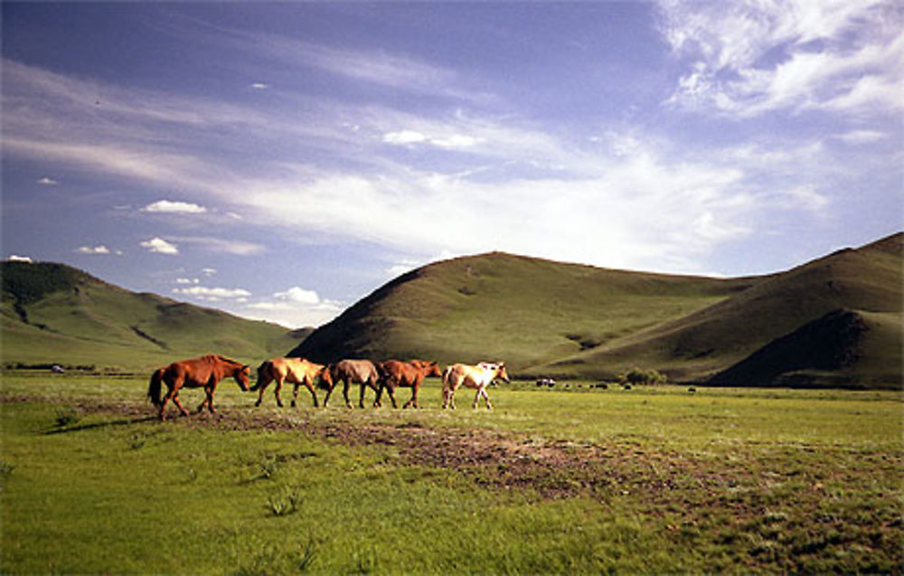 Chevaux mongols