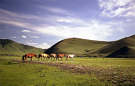 Chevaux mongols