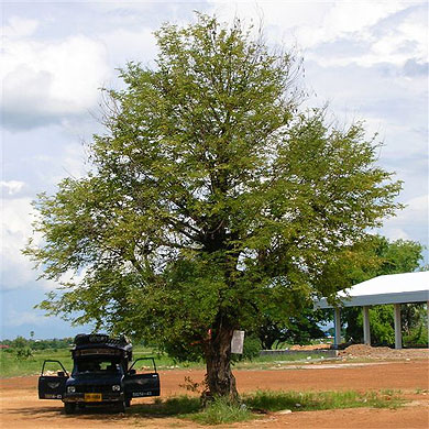 Arbre Arbre