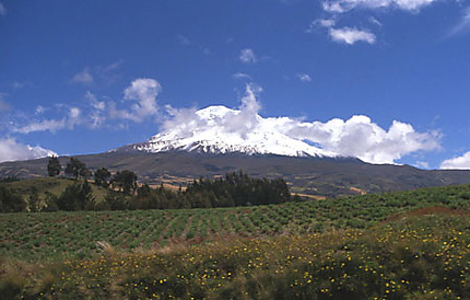 Un grand des Andes