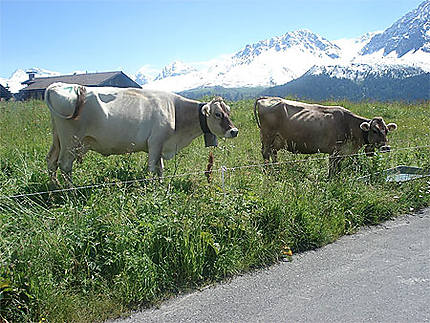 Les vaches d'Arosa