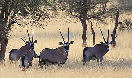 Oryx Kalahari
