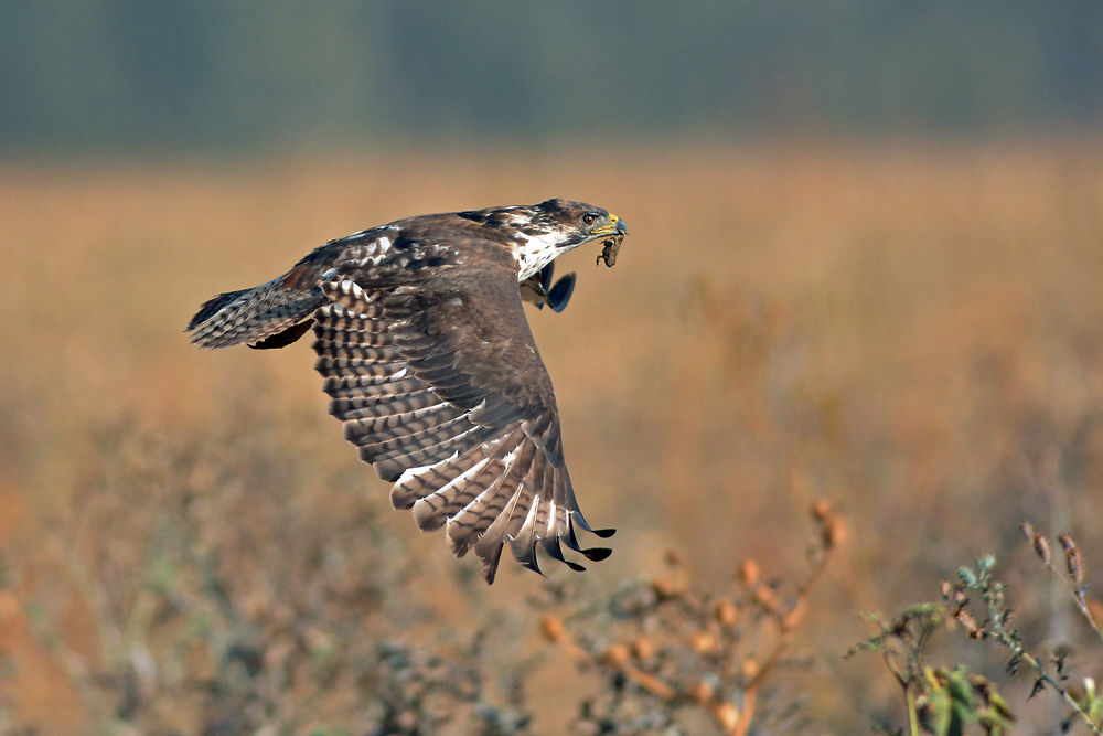 Rapace en vol