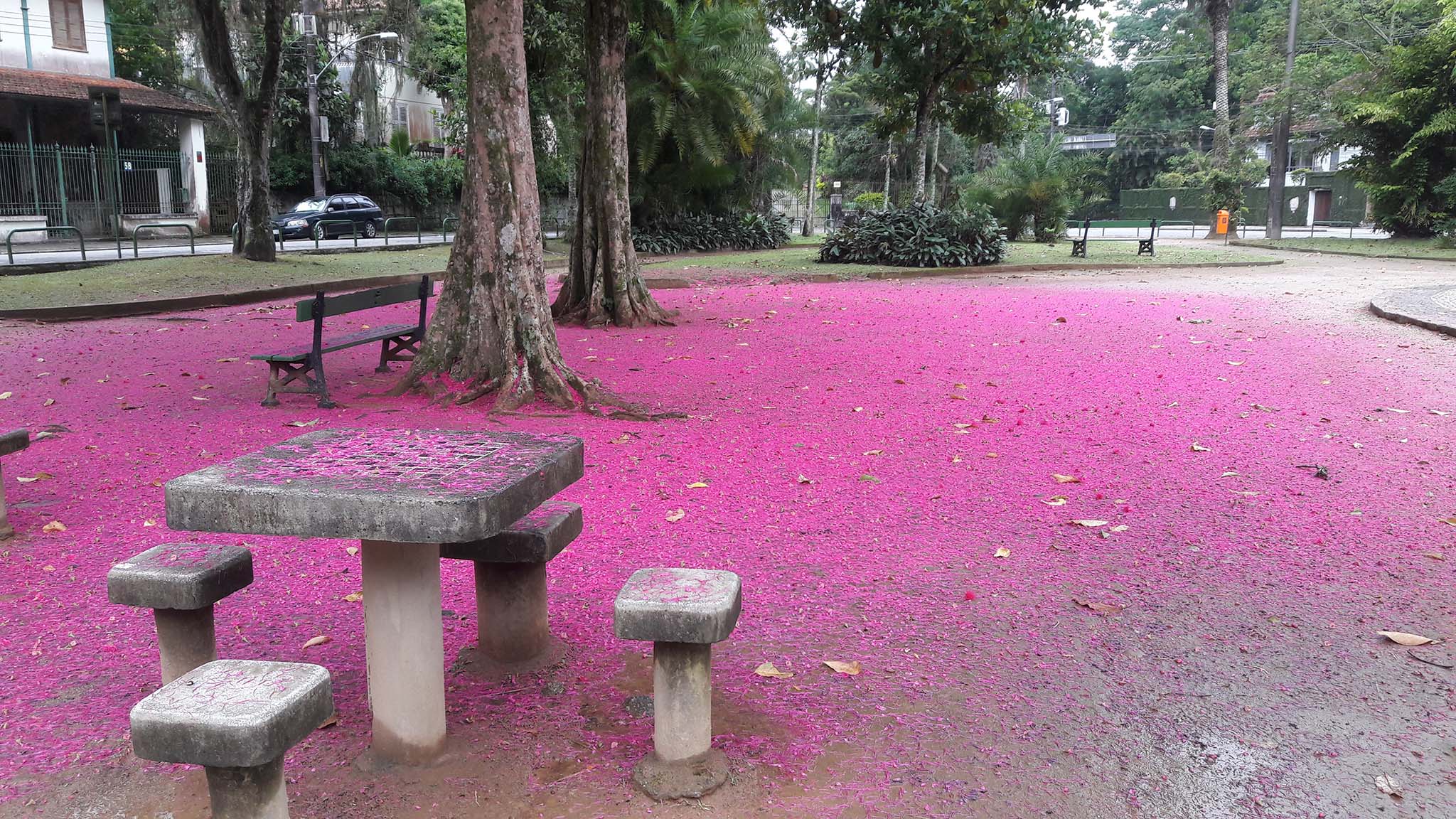 Forêt de Tijuca Forêt de Tijuca