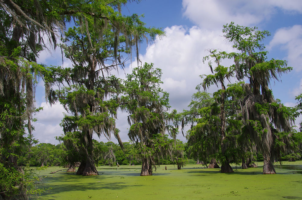 Lac Martin dans le Bayou en Louisiane