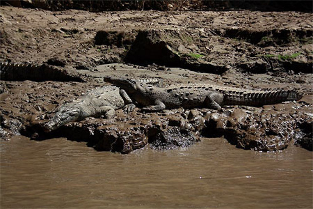 Crocos au repos