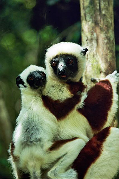 Maman Propithèque et son petit Maman Propithèque et son petit