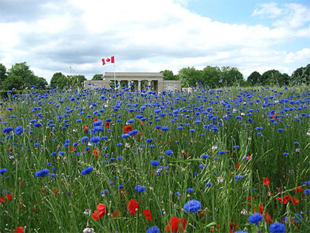 Coquelicots et bleuets