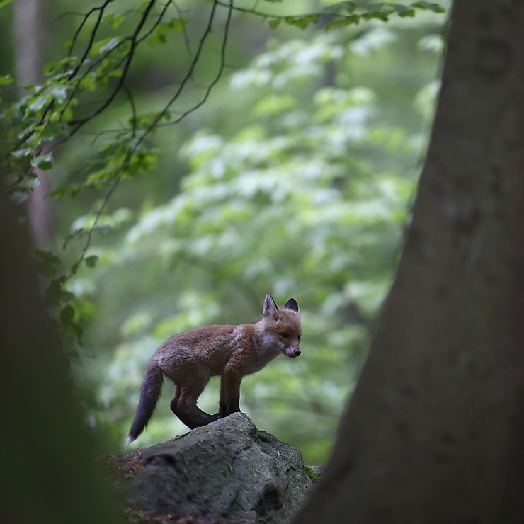 Renardeau dans la forêt, France