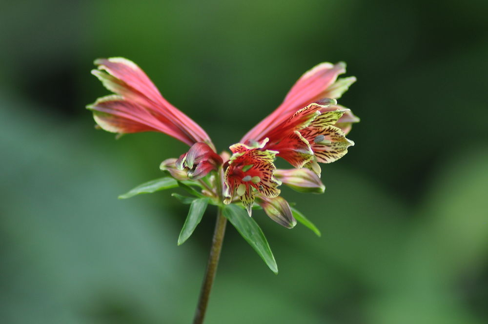 Agapanthus umbellatus