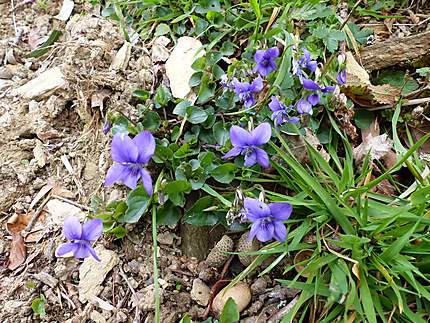 Premières violettes : Fleurs : Morbihan : Bretagne : Routard.com