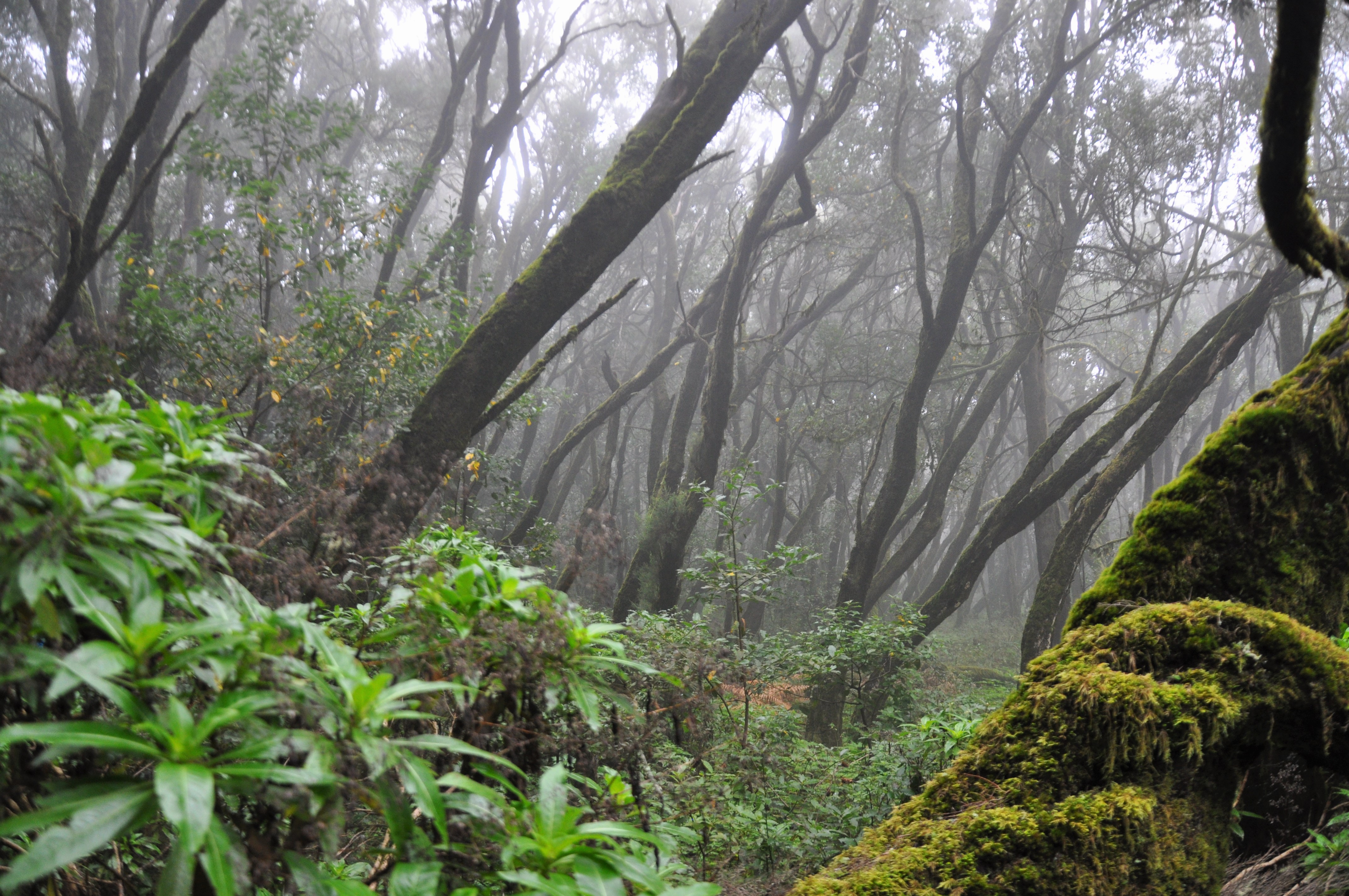 Parque Nacional de Garajonay
