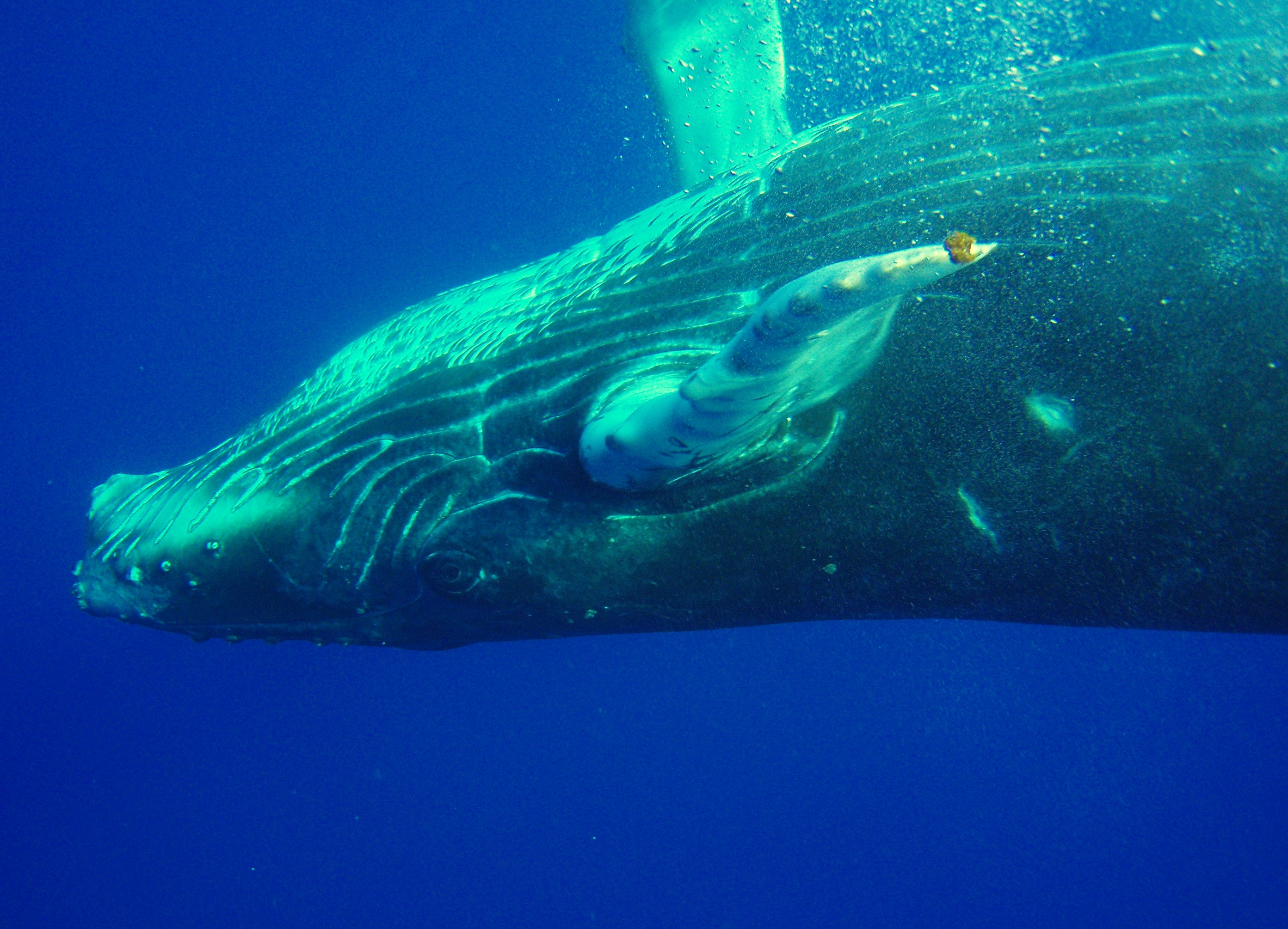 Bebe Baleine A Bosse Baleines Animaux Animaux Punaauia Tahiti Archipel De La Societe Polynesie Francaise Routard Com