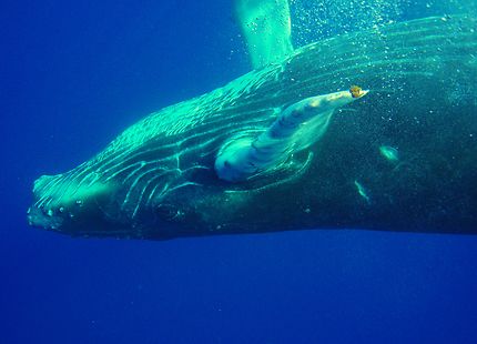 Bébé baleine à bosse 