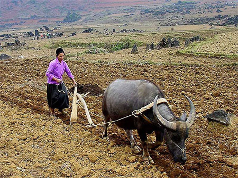 Une Vietnamiennne en plein labeur